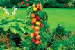 Lot de 4 ou 8 arbres fruitiers colonnaires, 80 cm de hauteur - Second Medium