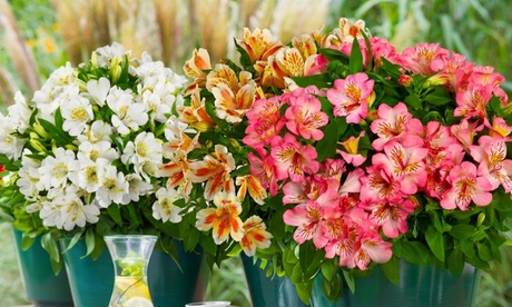 Groupon Unisex Yellow Alstroemeria Inticancha Collection: Six Jumbo Plugs