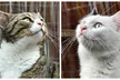 Cat Cafe! 90-Minutes Cat Lounge Entry with Drink & Freshly Baked Pastry (Up to 34% Off) - Second Medium
