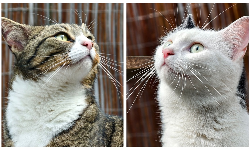 Image 3: Cat Cafe! 90-Minutes Cat Lounge Entry & Drink & Freshly Baked Pastry