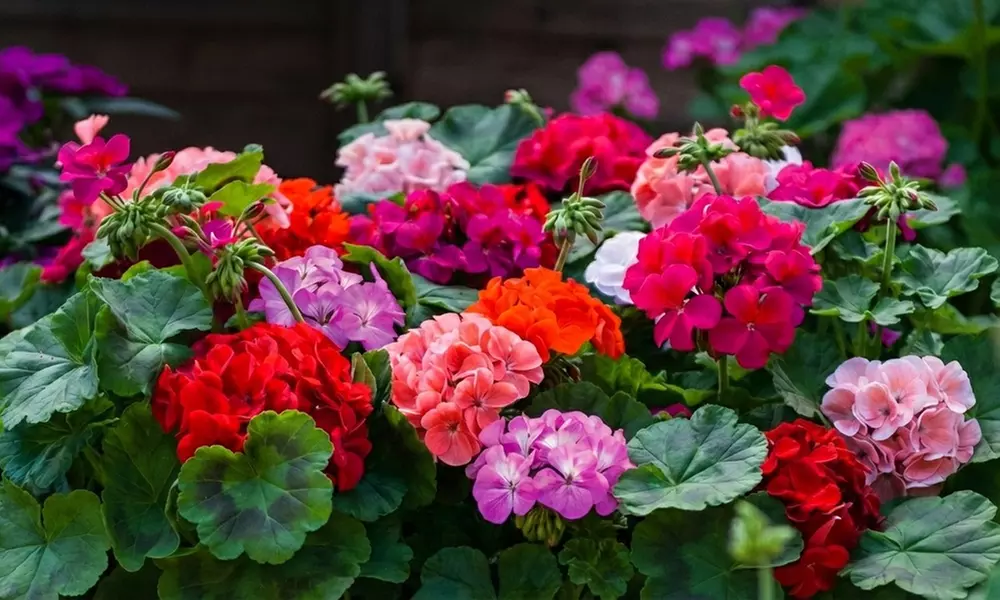 30 or 60 Geranium ‘Jackpot’ Summer Colour Collections