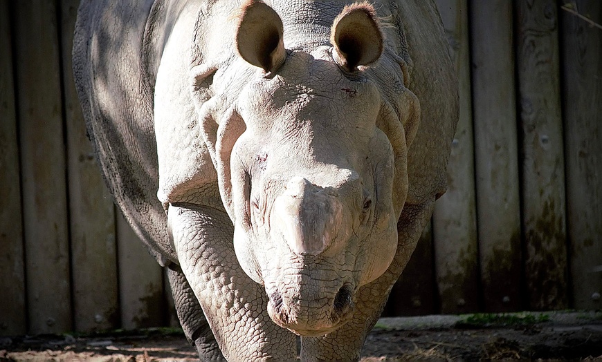 Image 9: 1 entrée adulte ou enfant pour le Touroparc Zoo