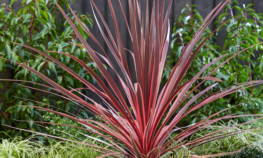Image 1: Cordyline 'Charlie Boy' Burgundy and Apricot Leaves