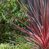 Image 1: Cordyline 'Charlie Boy' Burgundy and Apricot Leaves