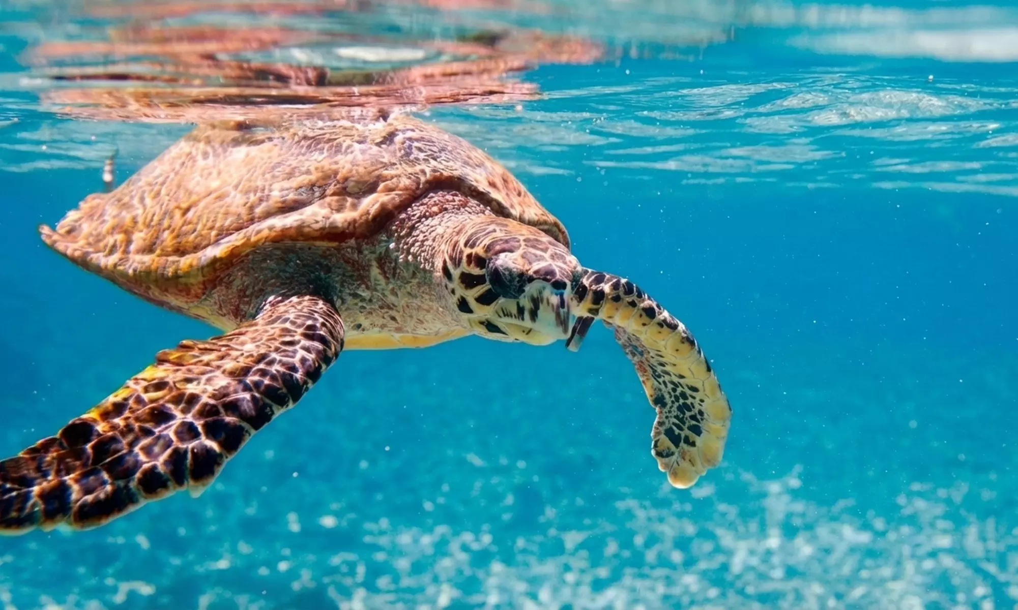 Shore Dive to Snoopy Island's Thriving Reef in Fujairah Marine Park