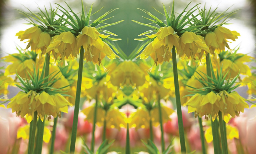 Image 4: Three Fritillaria Imperialis Bulbs