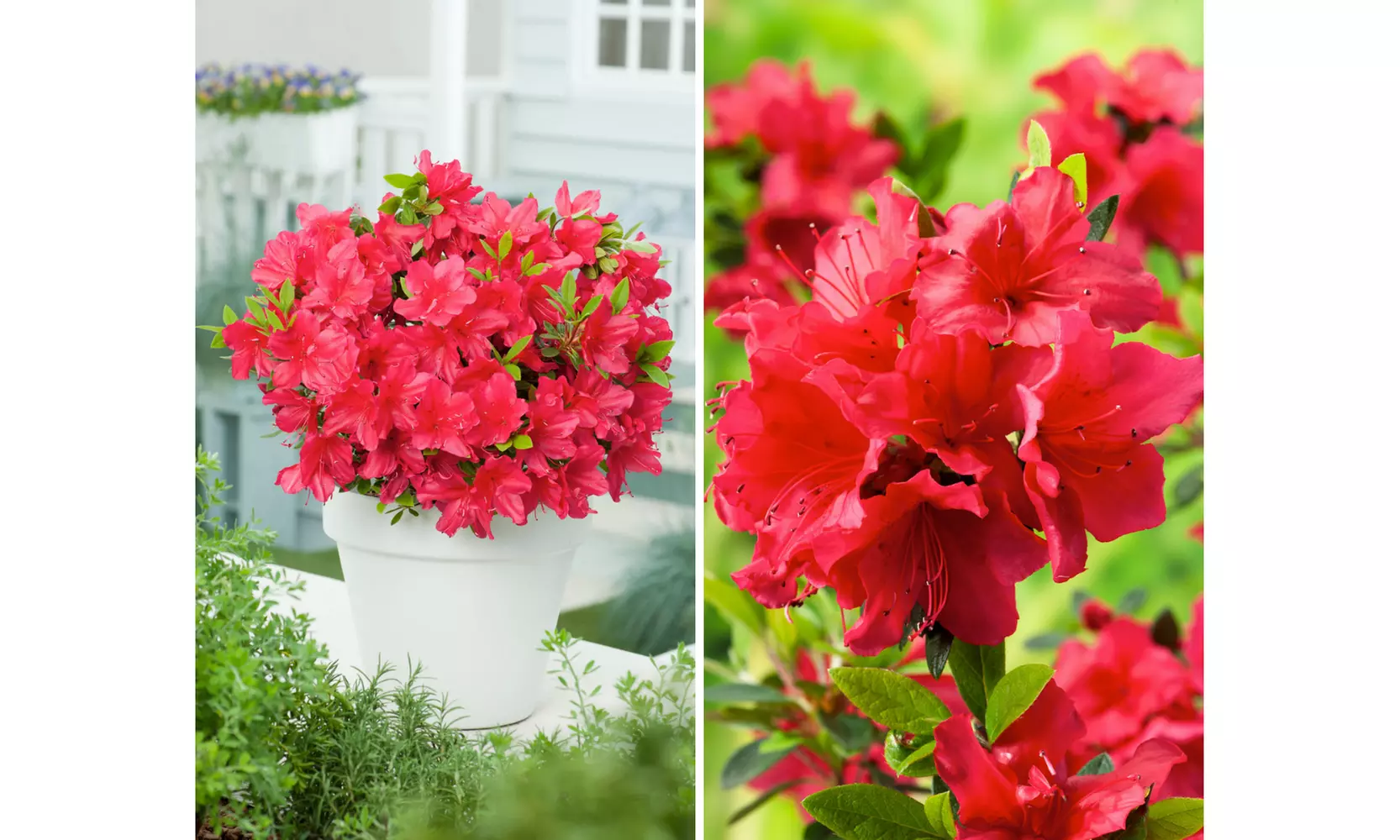 Set van 3, 4 of 8 Azalea's