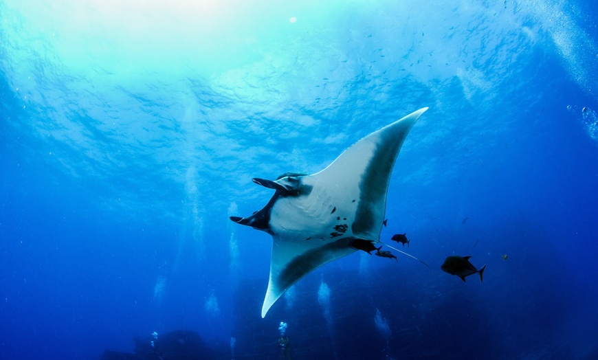Image 5: Manta Ray Snorkeling Trip in Kona, Hawaii - Small Group & Longest Tour