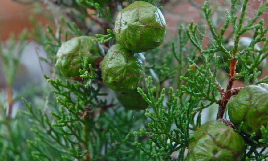 Image 4: Italian Cypress Hardy Tree Potted Plants