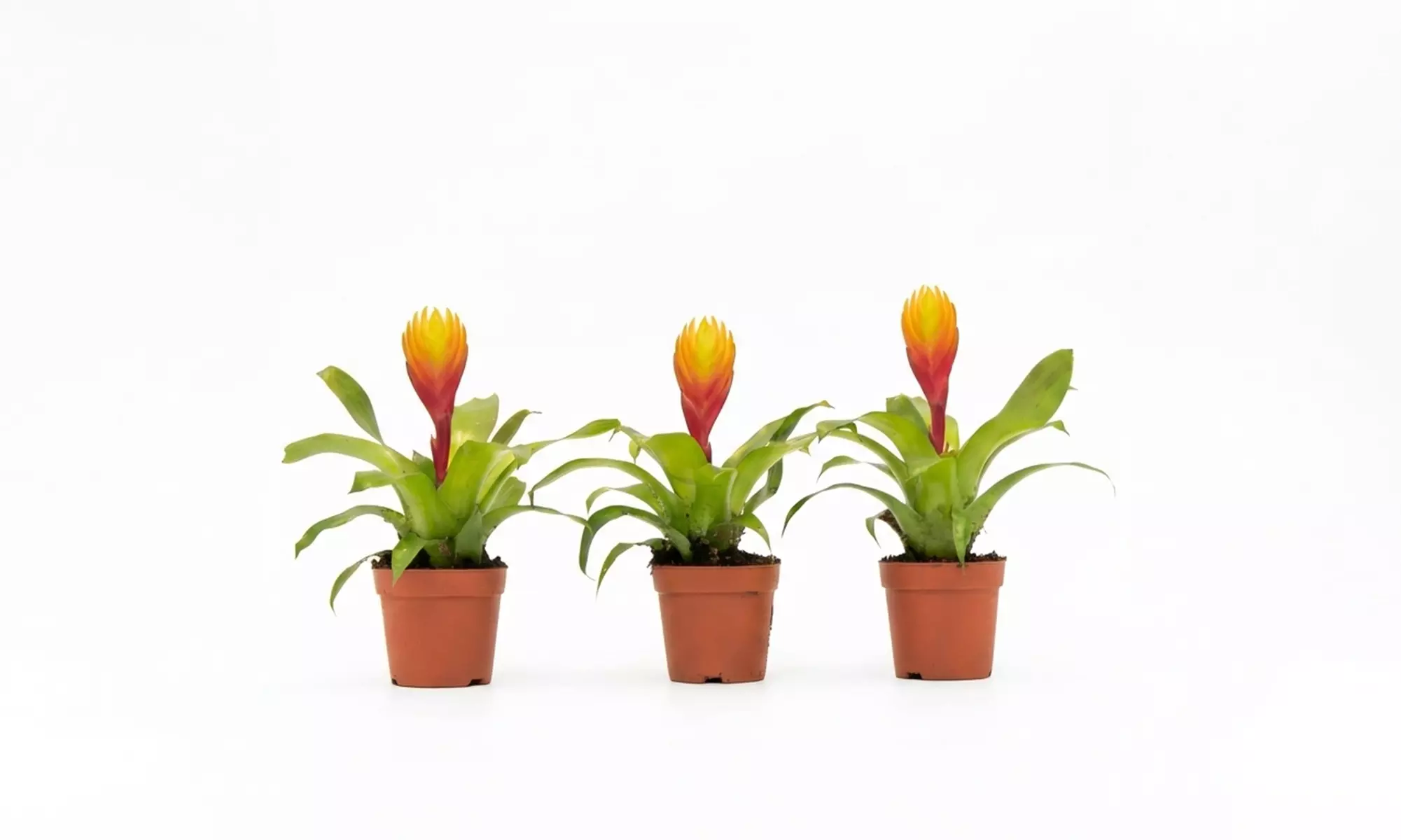 Rootz 3er-Set Tillandsien (Tillandsia Vriesea Dorado)