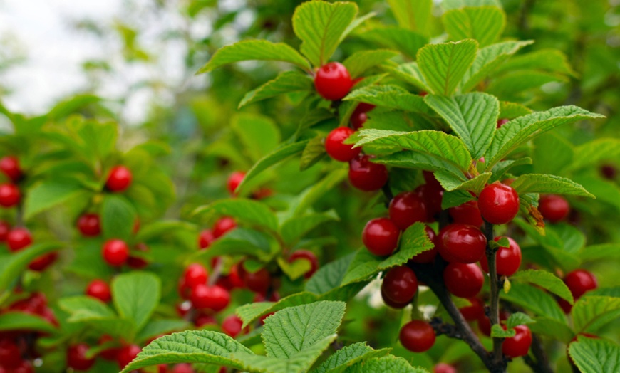 Image 2: Cherry Silvia Mini Fruit Tree 9cm Pot