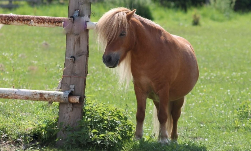 Image 2: Kuscheln mit einem Pony