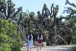 Discover Serene Beauty & Explore 86 Acres of Rare California Native Plants at California Botanic Garden - Second Medium
