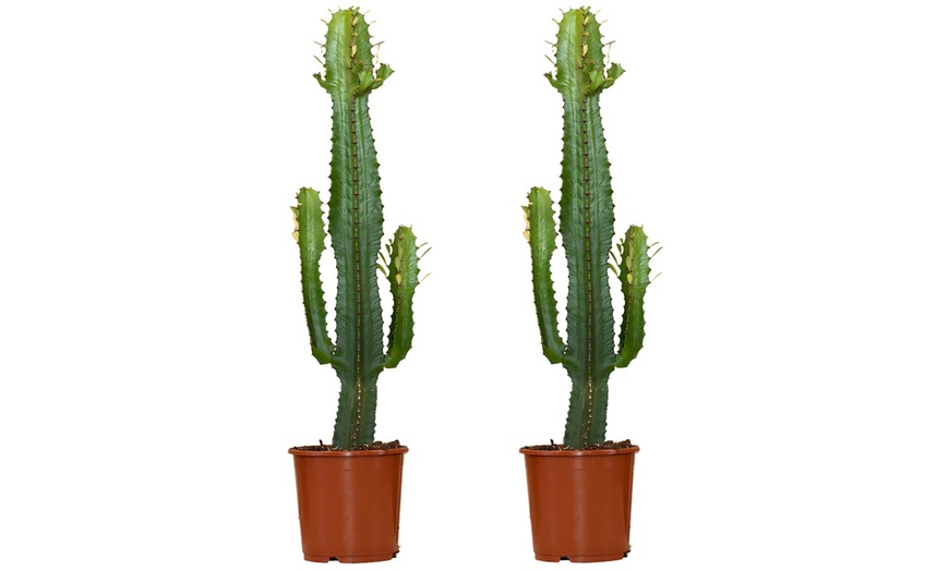 Image 4: 1 o 2 Piante Di Euphorbia Aruensis "Cowboy Cactus" - Altezza 60-70 cm