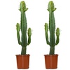 Image 4: 1 o 2 Piante Di Euphorbia Aruensis "Cowboy Cactus" - Altezza 60-70 cm