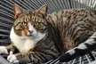 Cat Cafe! 90-Minutes Cat Lounge Entry with Drink & Freshly Baked Pastry (Up to 34% Off) - Second Medium