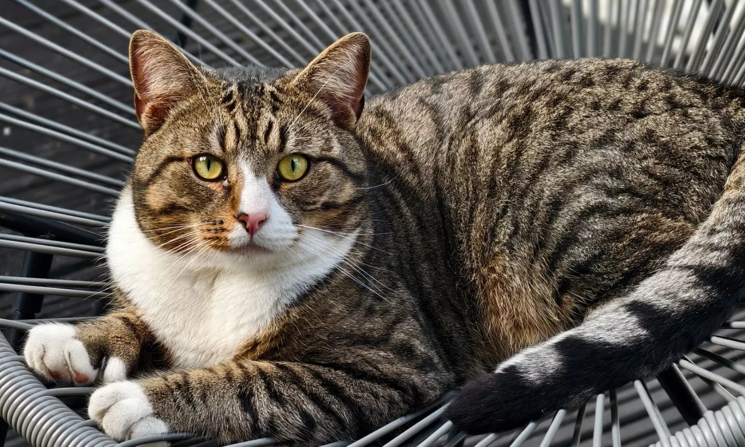 Cat Cafe! 90-Minutes Cat Lounge Entry & Drink & Freshly Baked Pastry