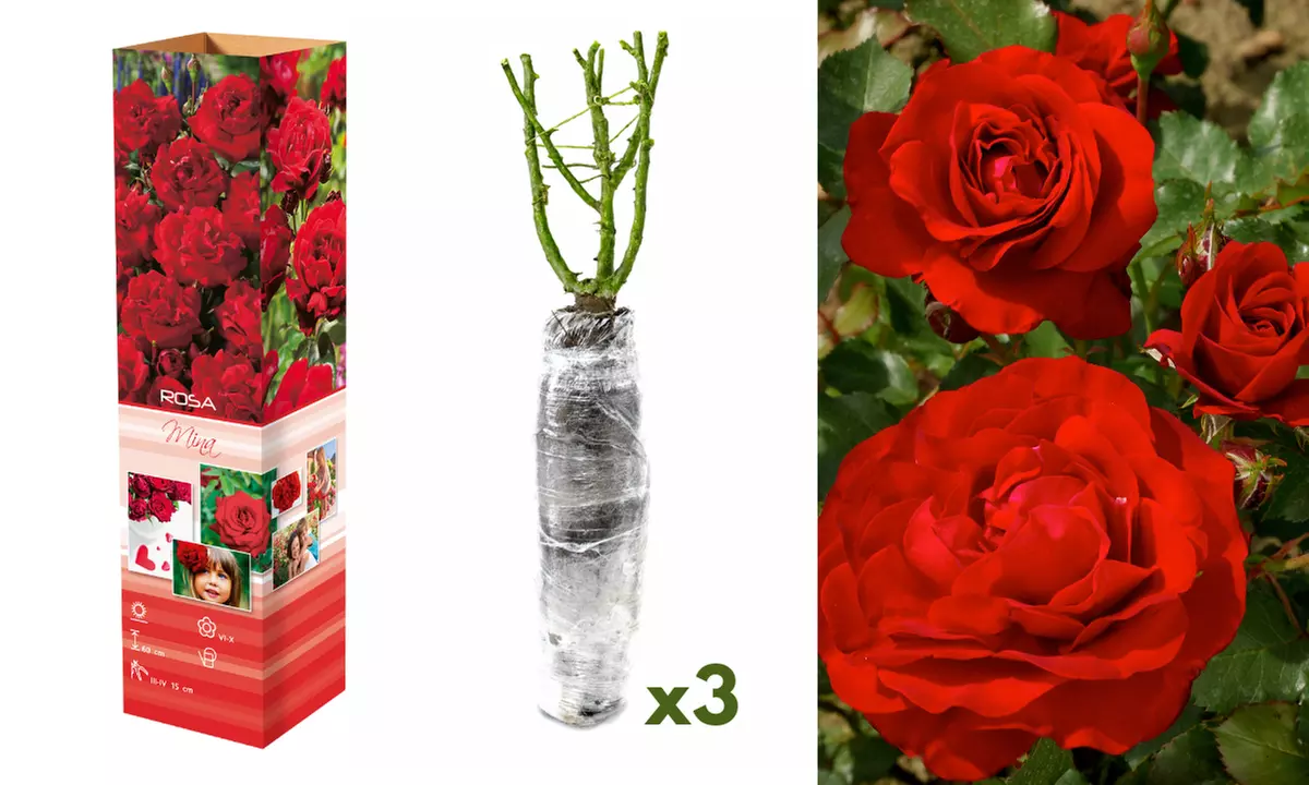 Set de plantas de rosas Polyantha con distintas variedades