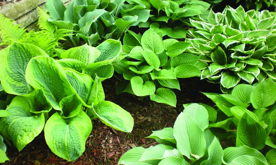 Hardy Heart-Shaped Hosta Bare Roots (Set of 6,12, or 24)