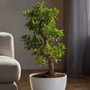 Image 1: Rootz Two Ficus Ginseng Bonsai Tree Pots 20cm