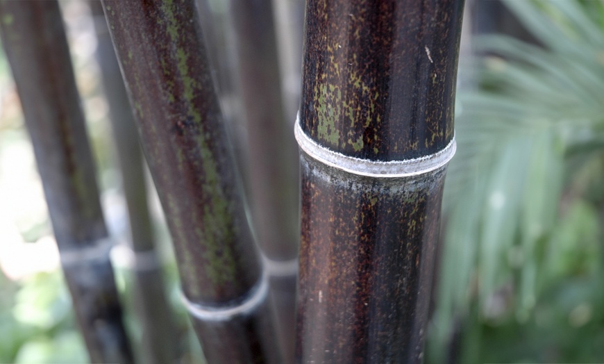 Image 3: Phyllostachys Nigra Black Bamboo in 3L Pot