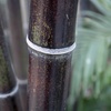 Image 3: Phyllostachys Nigra Black Bamboo in 3L Pot