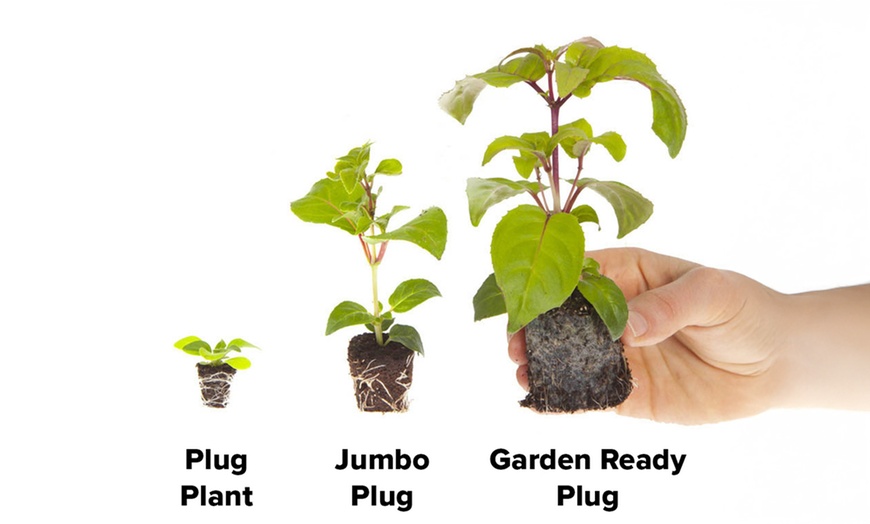 Image 4: Fragrant Trailing Sweet Pea