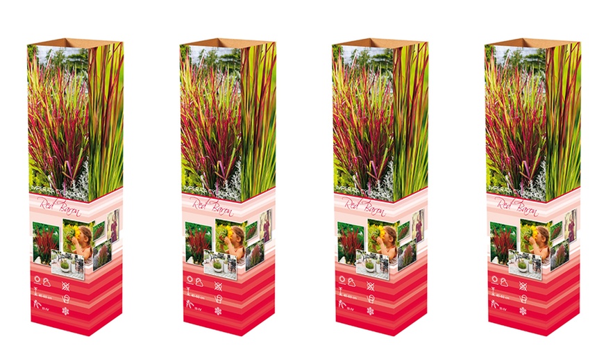 Image 9: Lote de 4 u 8 plantas de hierba de sangre japonesa de Gardenzo