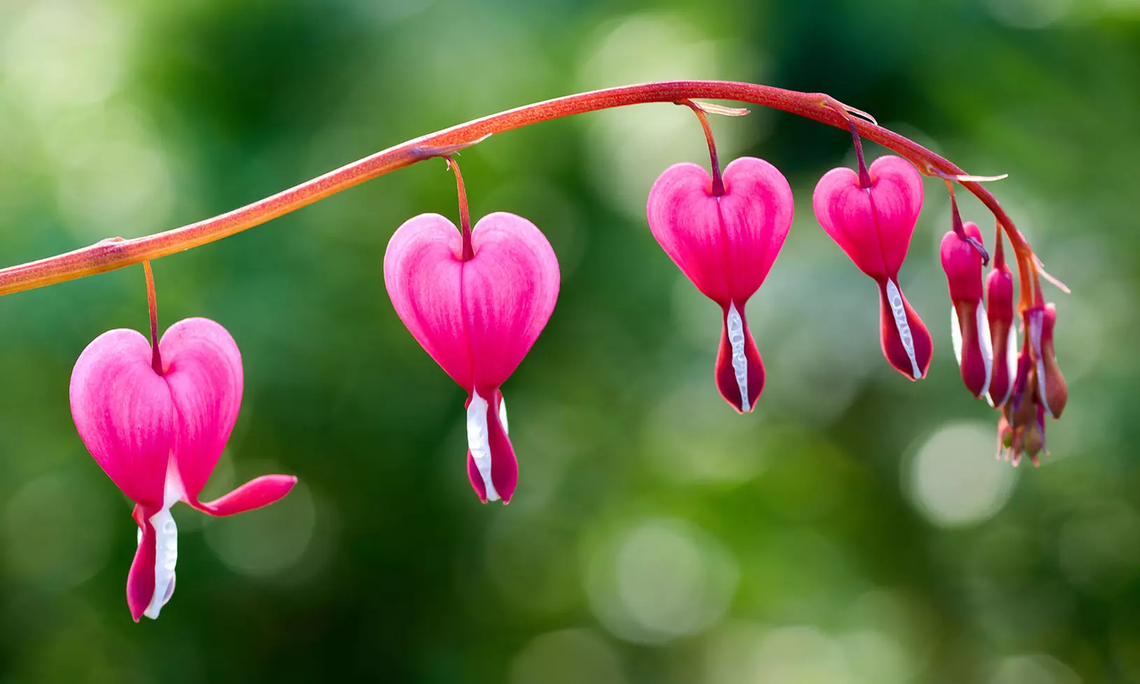 Bleeding Heart Bare Root Flower Collection (2-, 4-, or 8-Pack with Planting Tool) - Primary Image