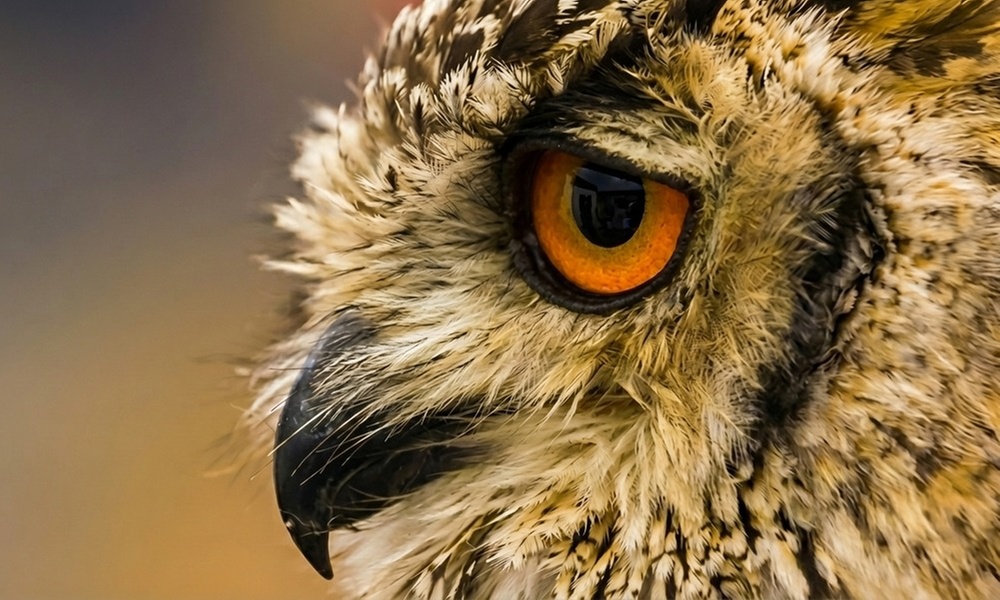 Interactieve roofvogelworkshop bij Settels Roofvogels