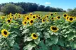 Admission to Find The Wine/Where's The Beer Festival For Up to Four on 9/13 at Schuyler Farm (Up to 29% Off) - Second Medium