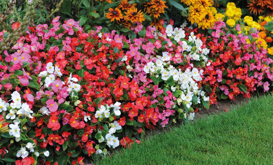 Image 10: Up to 72 Mixed Begonia Plug Plants