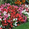 Image 10: Up to 72 Mixed Begonia Plug Plants
