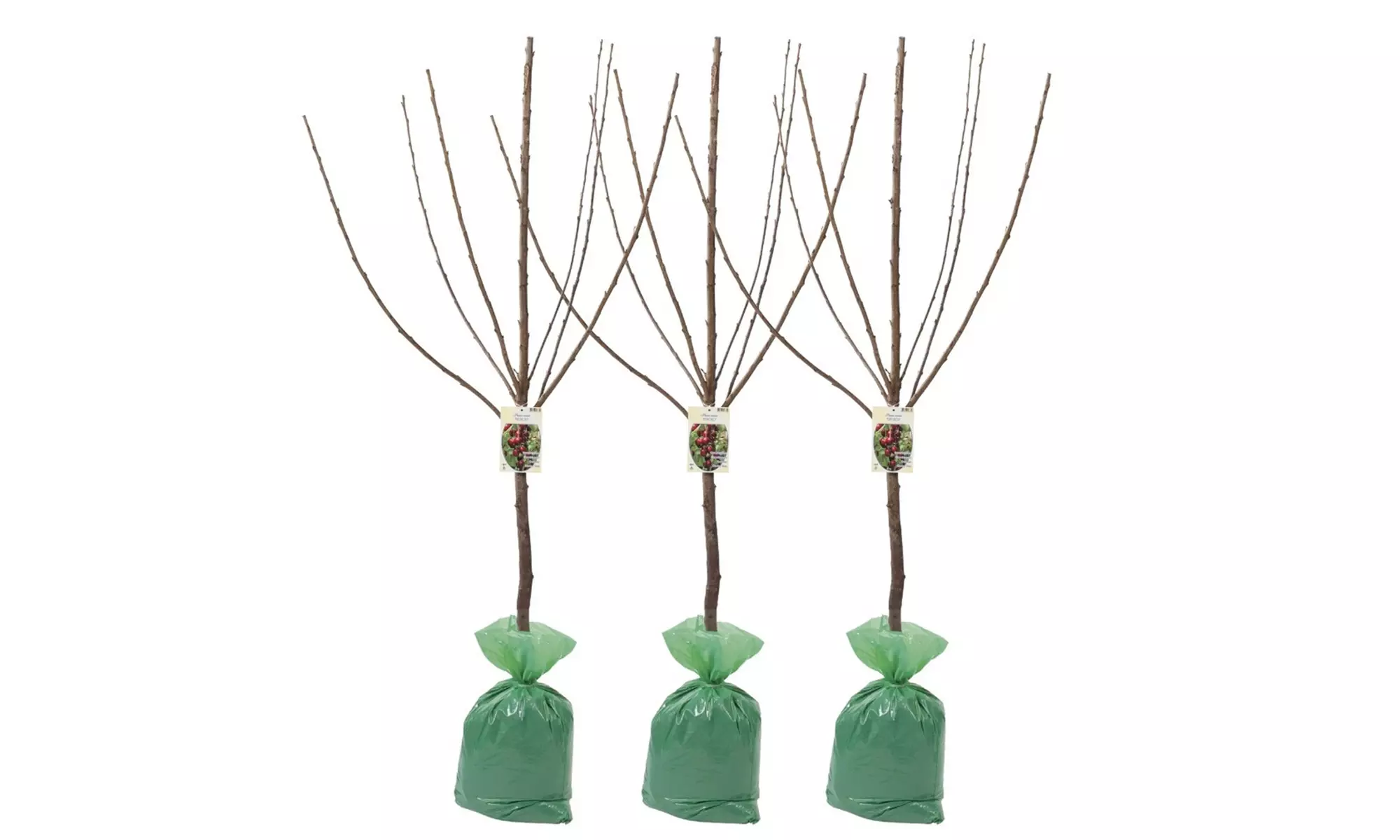 3x oder 5x Set Obstbäume