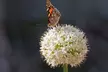 Graceful Beauty White Allium Flowers (15, 30, & 60 Bulbs With Planting Tool) - Second Medium