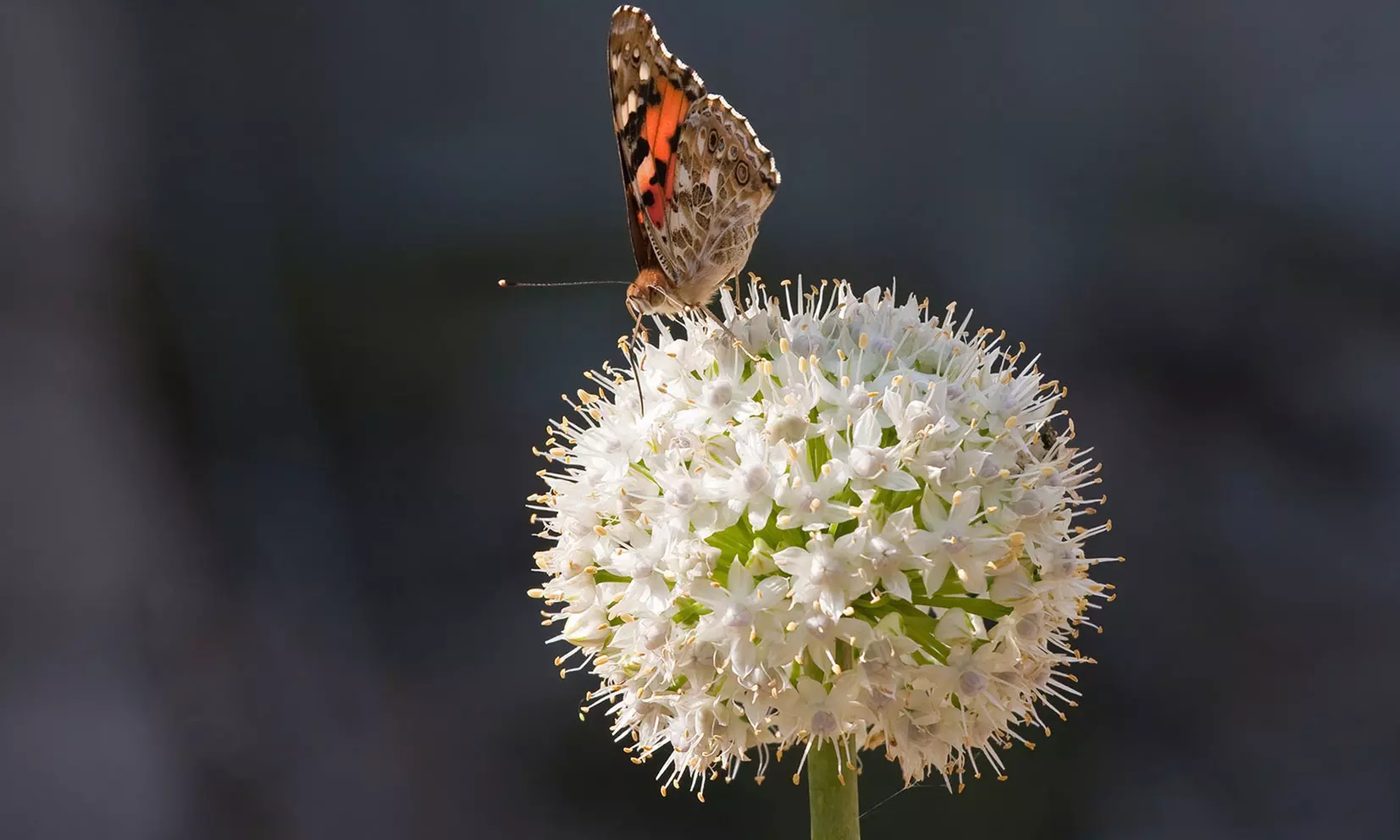 Graceful Beauty White Allium Flowers (15, 30, & 60 Bulbs With Planting Tool)