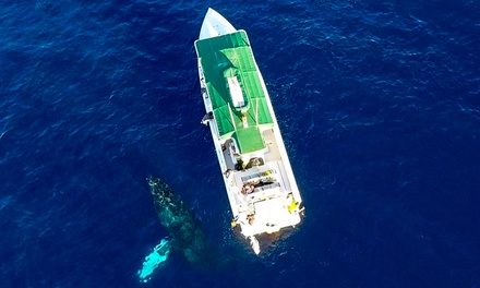 Two Hours Private Charter - Humpback Whale watch and dolphin search Tour (Up to 12 People) - Kaanapali Ocean Adventures Lahaina, Hawaii
