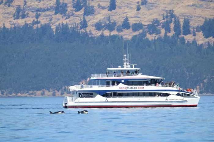 3-3.5 Hour Guaranteed Whale Watch Tour with Island Adventures