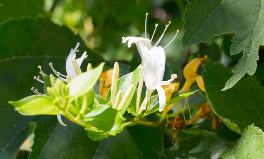 Image 10: Potted Fragrant Honeysuckle Plants – Trio of Varieties