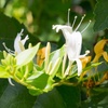 Image 10: Potted Fragrant Honeysuckle Plants – Trio of Varieties