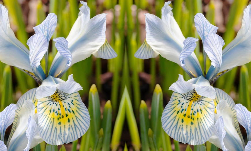 Image 10: Mixed Spring Iris Bulbs - Up to 200 Bulbs