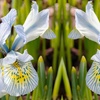 Image 10: Mixed Spring Iris Bulbs - Up to 200 Bulbs