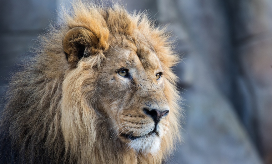 Image 2: Explore London with 1 or 2 Adult Tickets to Zoo Nights at London Zoo