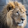 Image 2: Explore London with 1 or 2 Adult Tickets to Zoo Nights at London Zoo