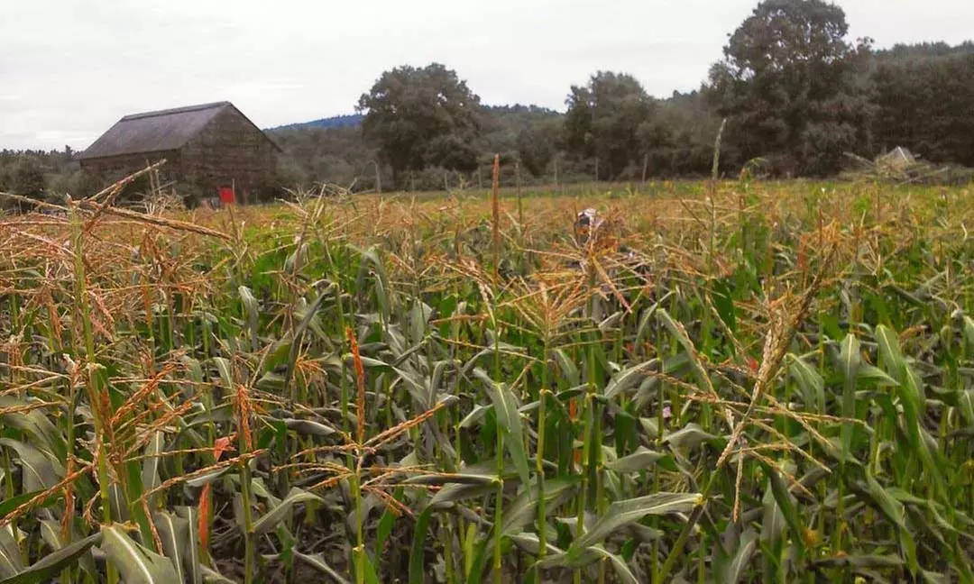 Discover the Charm of a Century-Old Farm with Rosedale's Sunflower or Corn Maze Packages (Up to 48% Off) - Second Medium