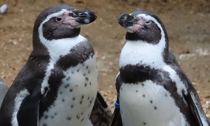 Image 9: Oceanarium Experience for One Adult, Child, Senior or Family of Upto 5