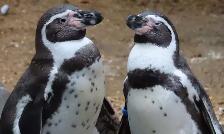 Oceanarium Experience for One Adult, Child, Senior or Family of Upto 5