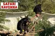 Ingresso intero o ridotto al Safari Ravenna (sconto fino a 14%) - Image 3