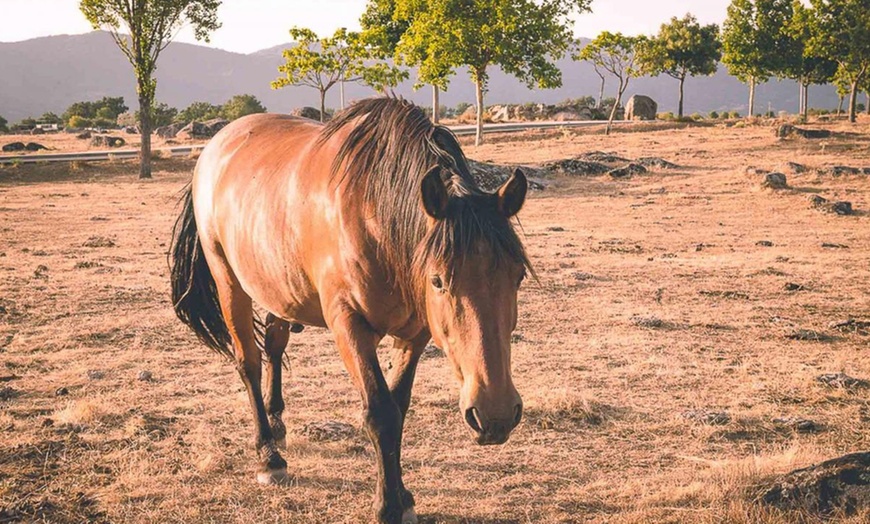Image 11: Visita a bodega con cata de 3 vinos y aperitivos para hasta 6 personas