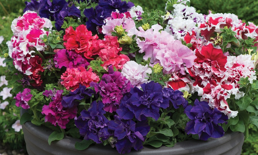 Image 1: Pack of 15 Garden Ready Mixed Variety Petunia Plants